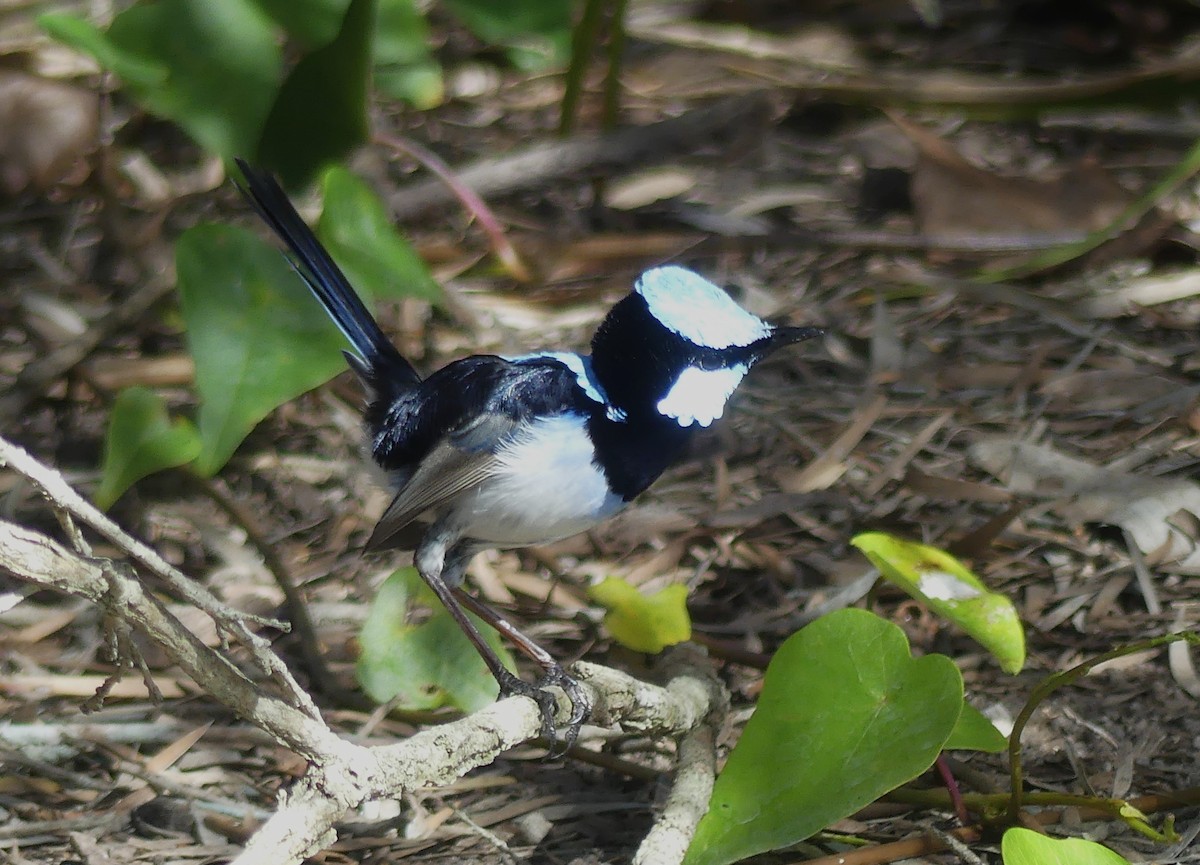 Superb Fairywren - ML571454151