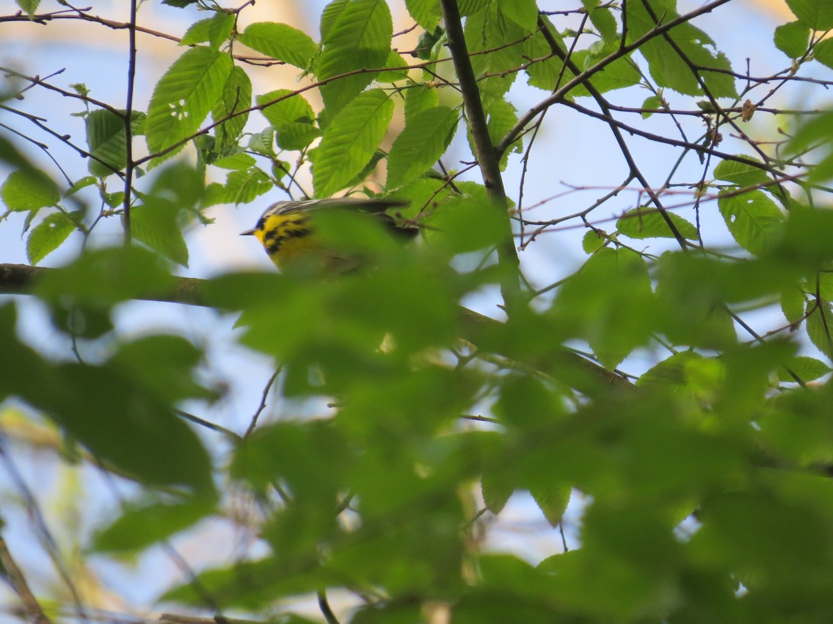 Magnolia Warbler - ML571454421