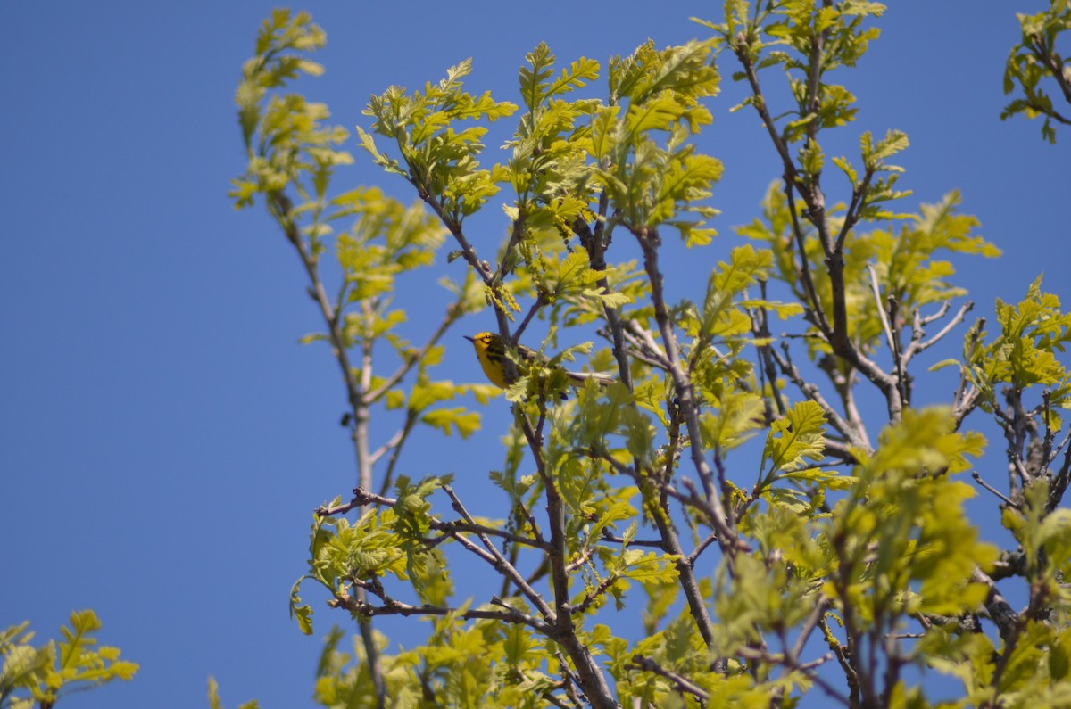 Prairie Warbler - Isaac Worrall