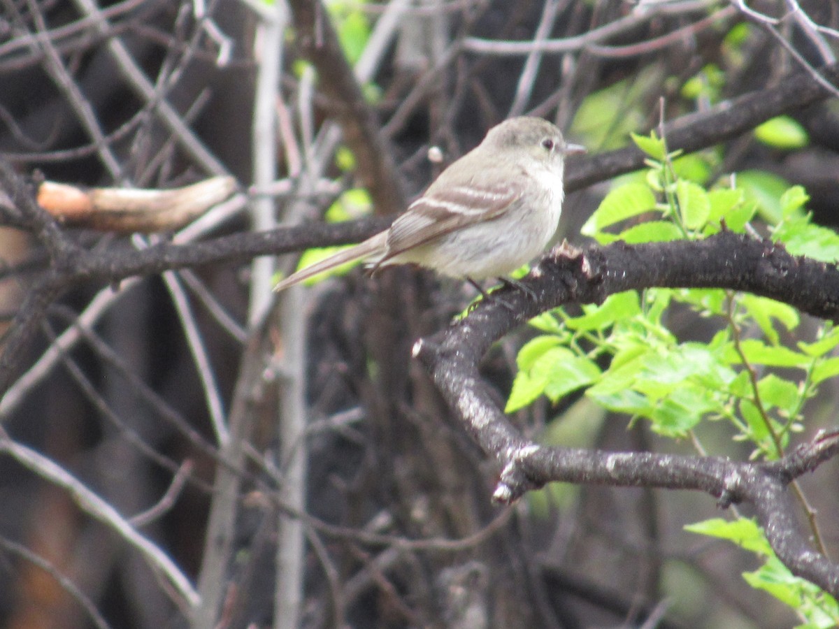 Gray Flycatcher - Al Garner