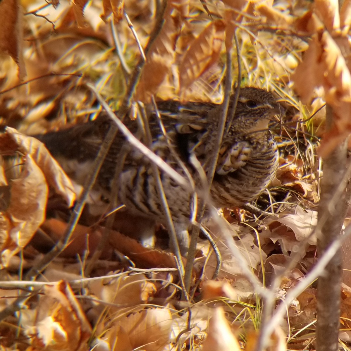 Ruffed Grouse - ML571454931