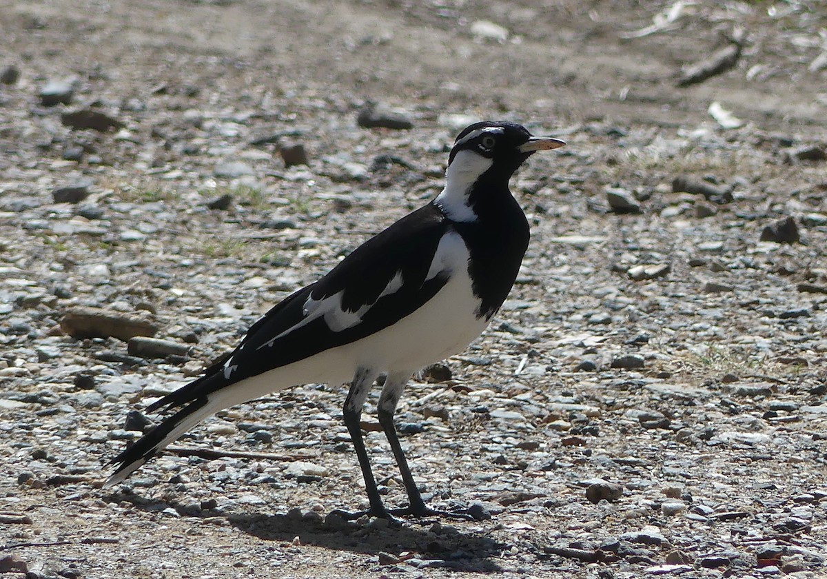 Magpie-lark - ML571454951