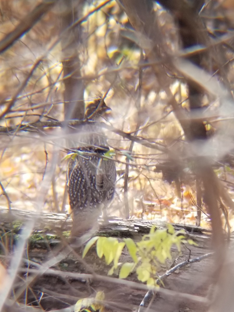 Ruffed Grouse - Aric Gjervold