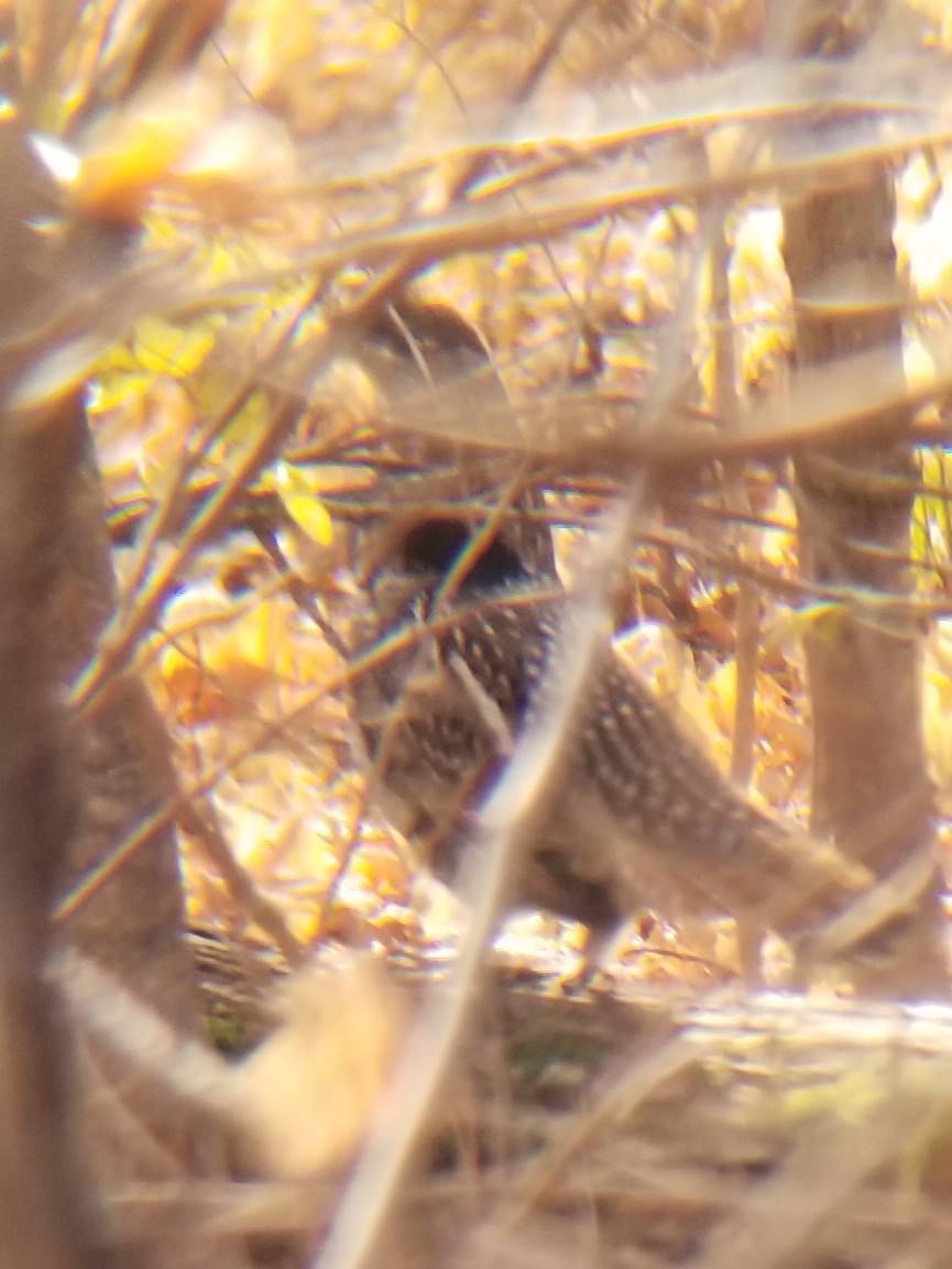 Ruffed Grouse - Aric Gjervold