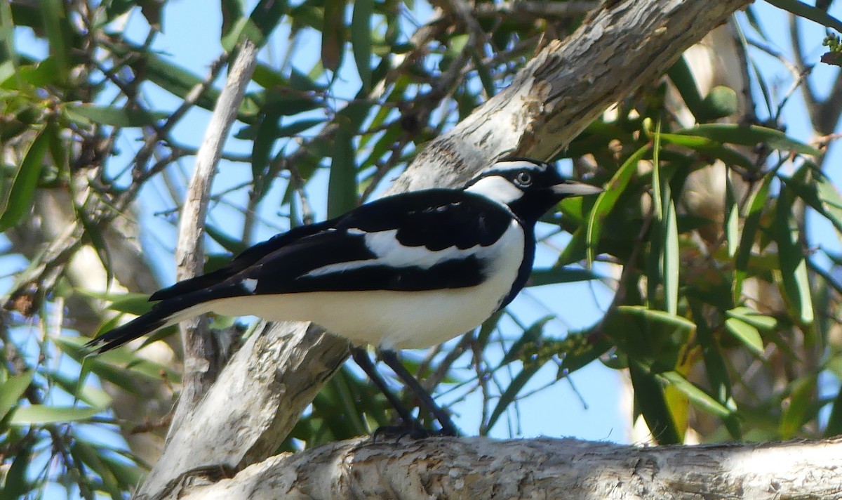 Magpie-lark - ML571455361