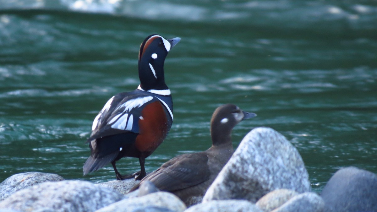 Harlequin Duck - Josiah Chase