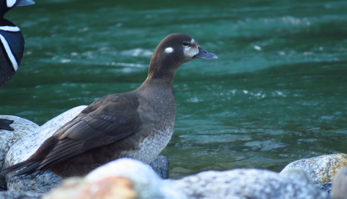 Harlequin Duck - Josiah Chase