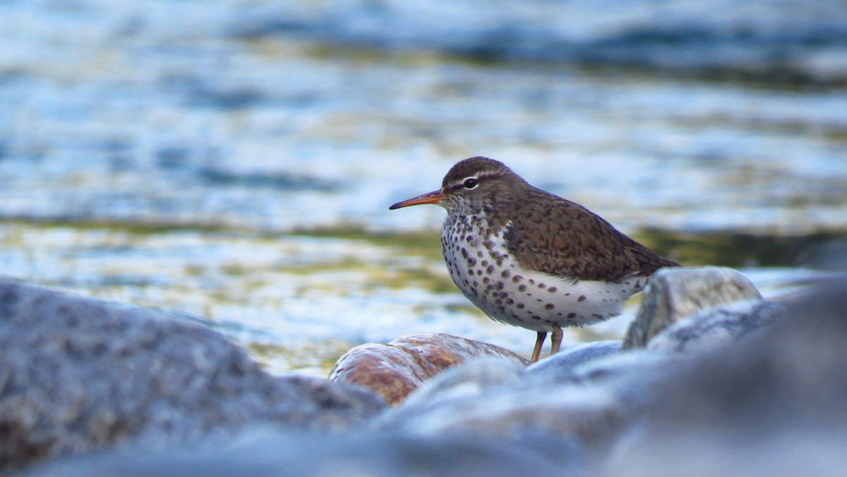 Spotted Sandpiper - Josiah Chase