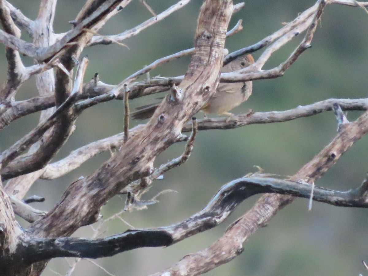 Canyon Towhee - Anne (Webster) Leight