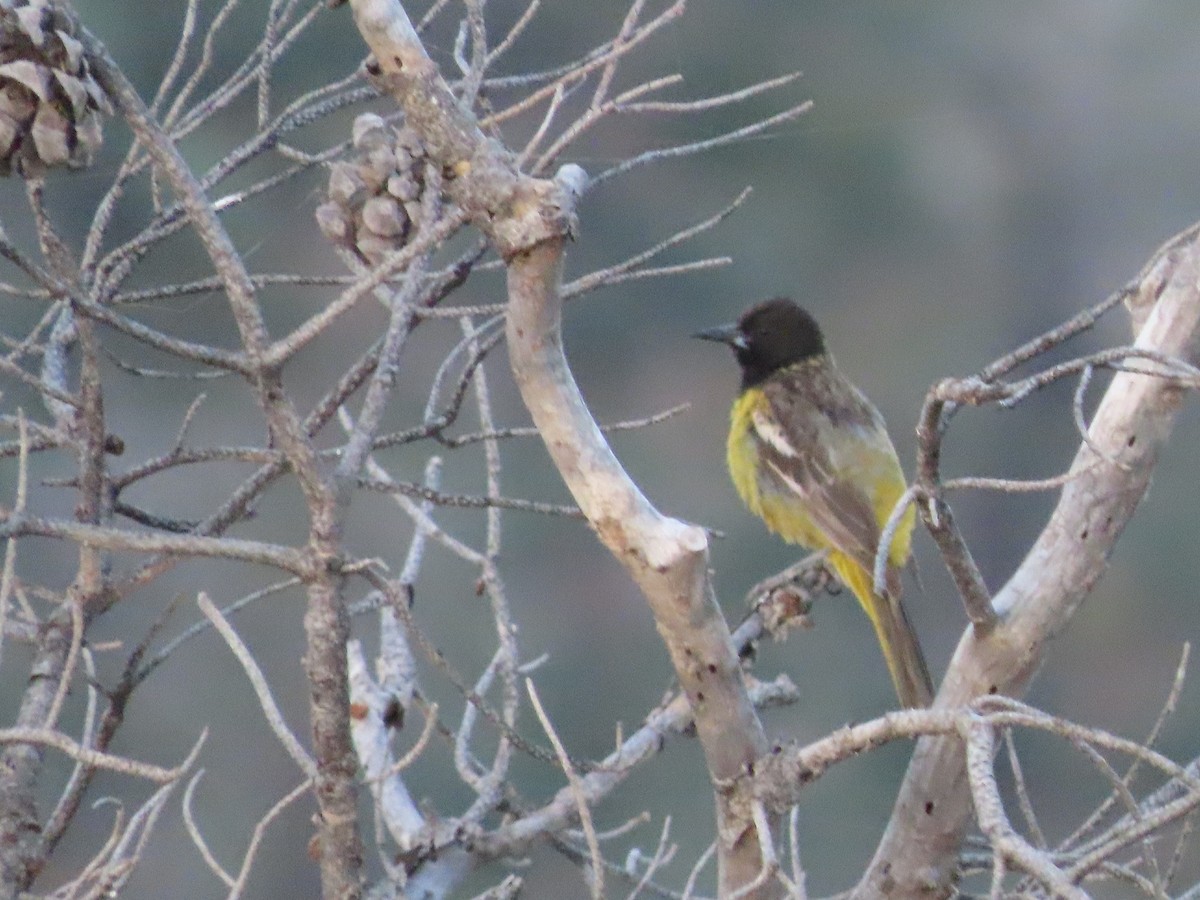 Oriole jaune-verdâtre - ML571456491