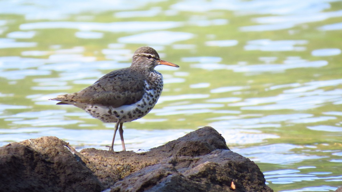 Spotted Sandpiper - Josiah Chase