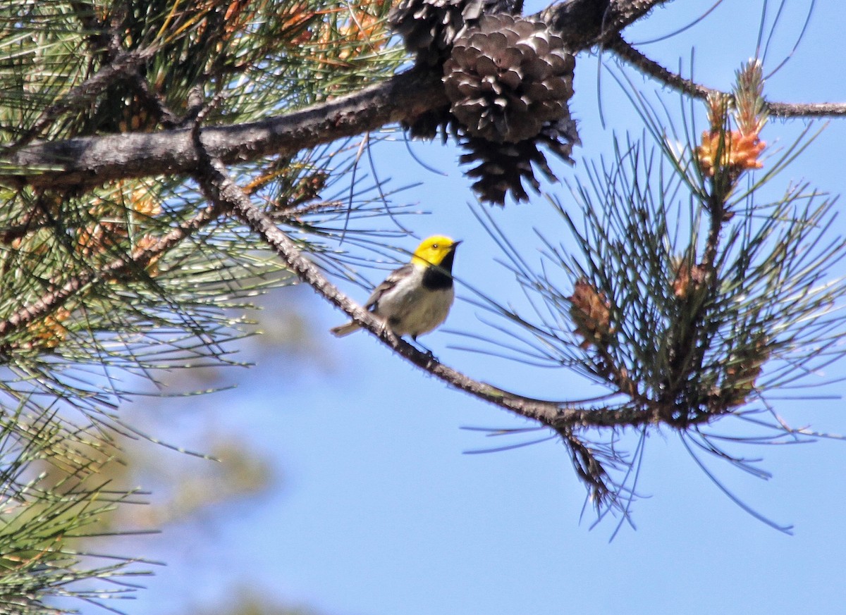 Hermit Warbler - Richard Hubacek