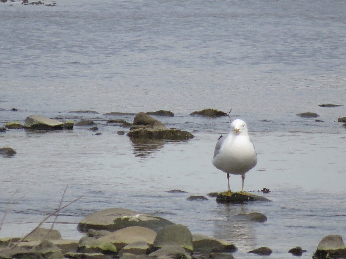 Ring-billed Gull - ML571457451