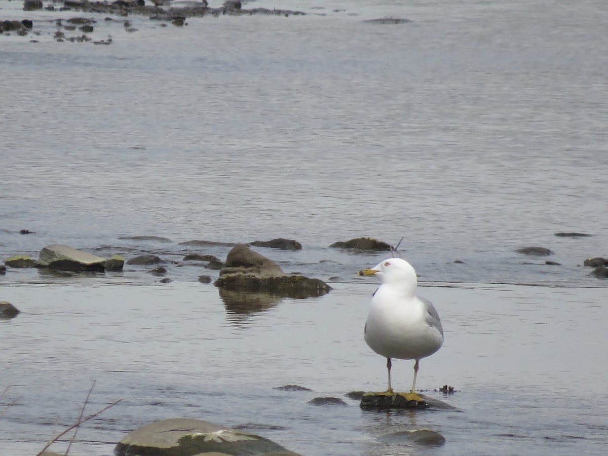 Ring-billed Gull - ML571457541