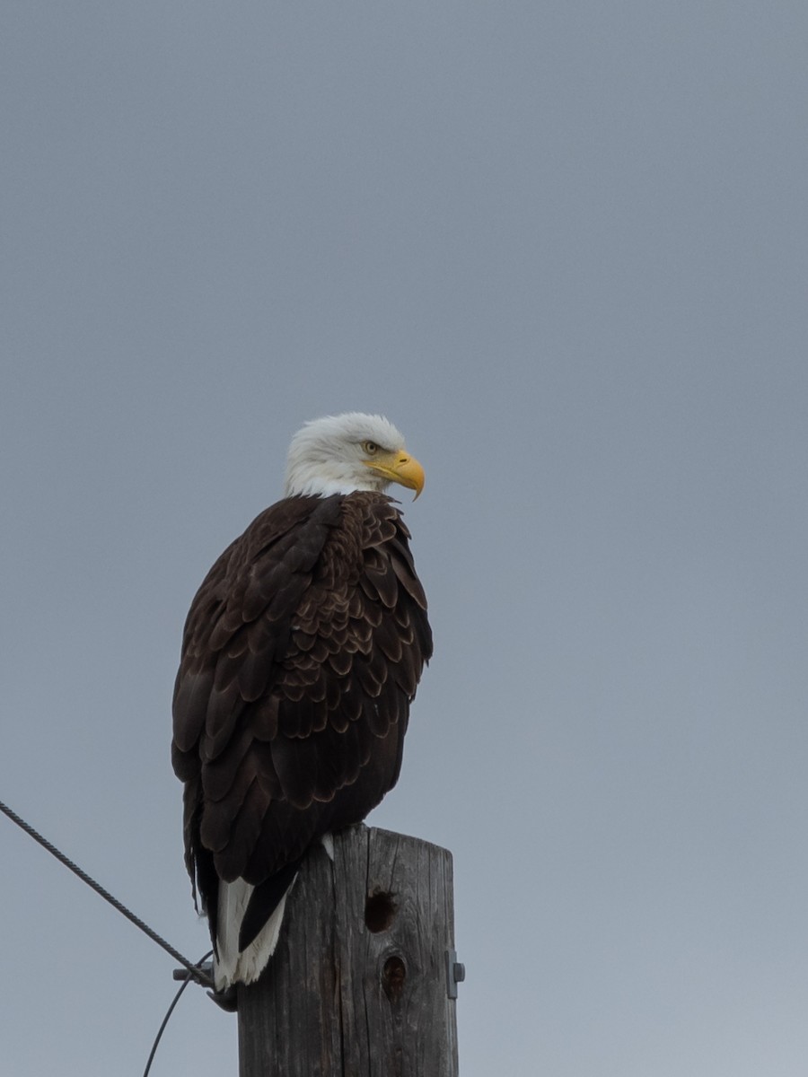 Bald Eagle - ML571458281