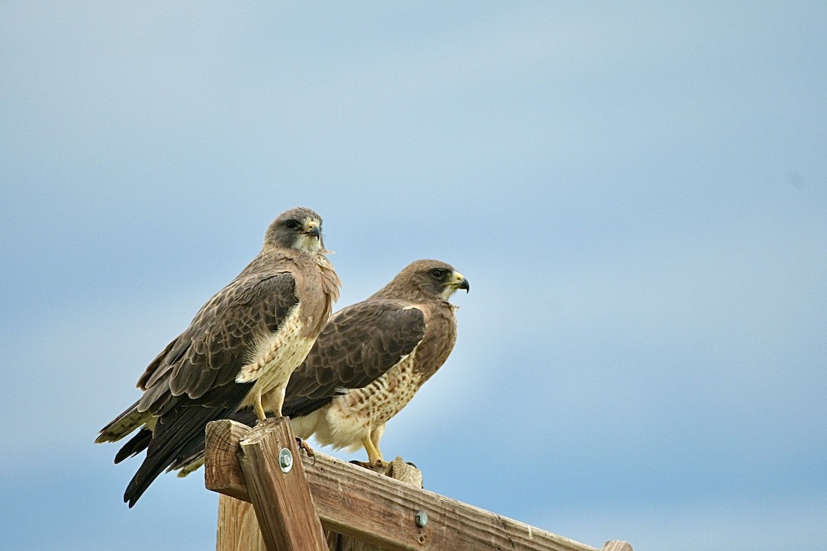 Swainson's Hawk - ML571459541