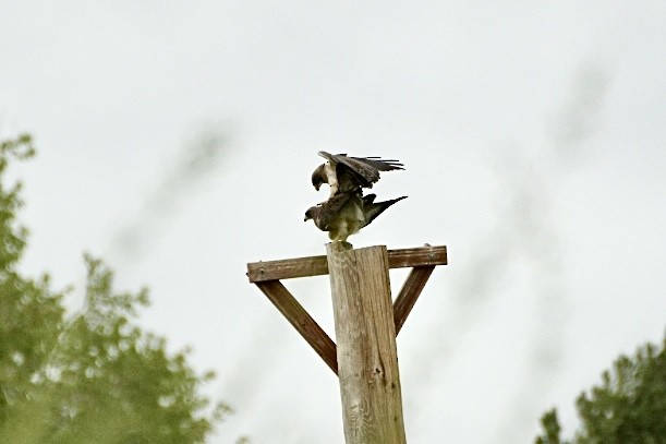 Swainson's Hawk - ML571459551