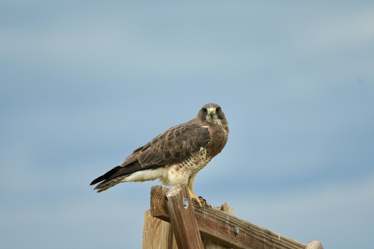 Swainson's Hawk - ML571459591