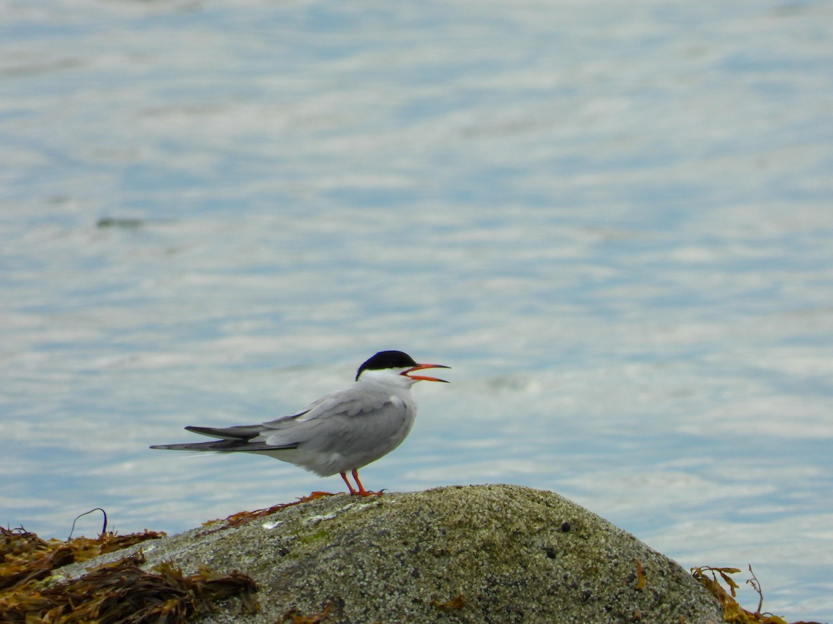 Common Tern - ML571460841