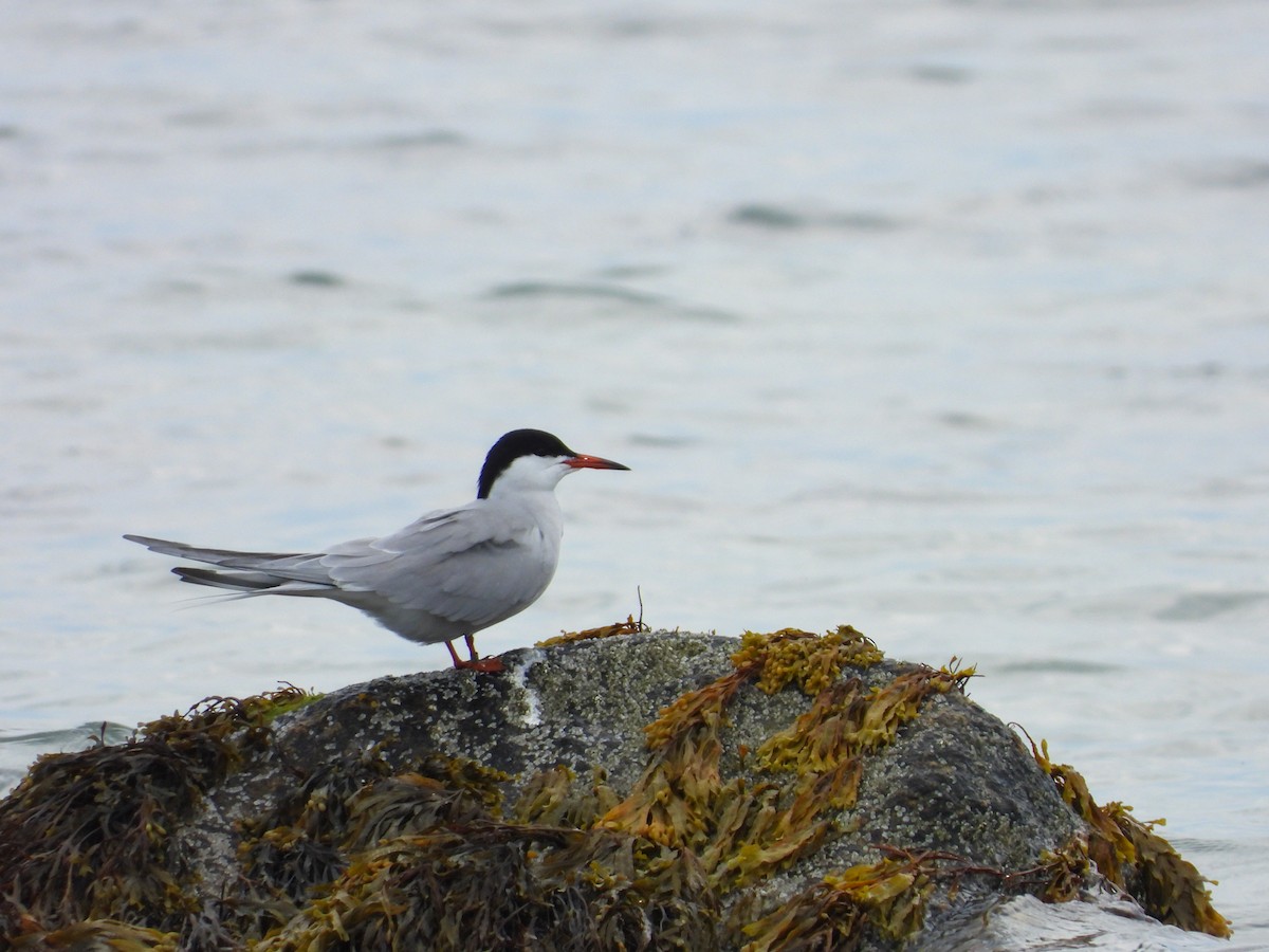 Common Tern - ML571460851