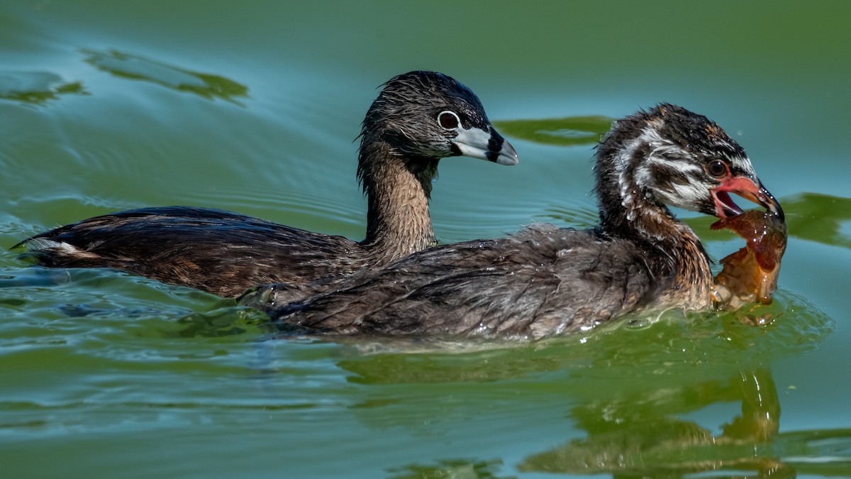 Pied-billed Grebe - ML571461091