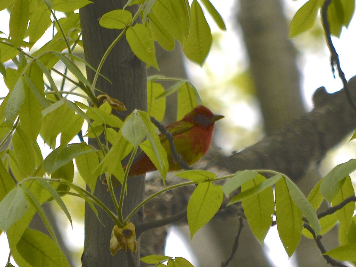 Piranga Roja - ML57146221