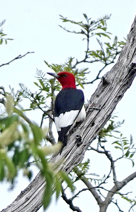 Red-headed Woodpecker - ML571462551