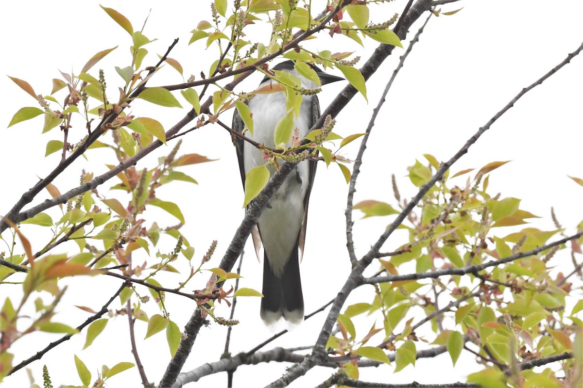 Eastern Kingbird - ML571463011