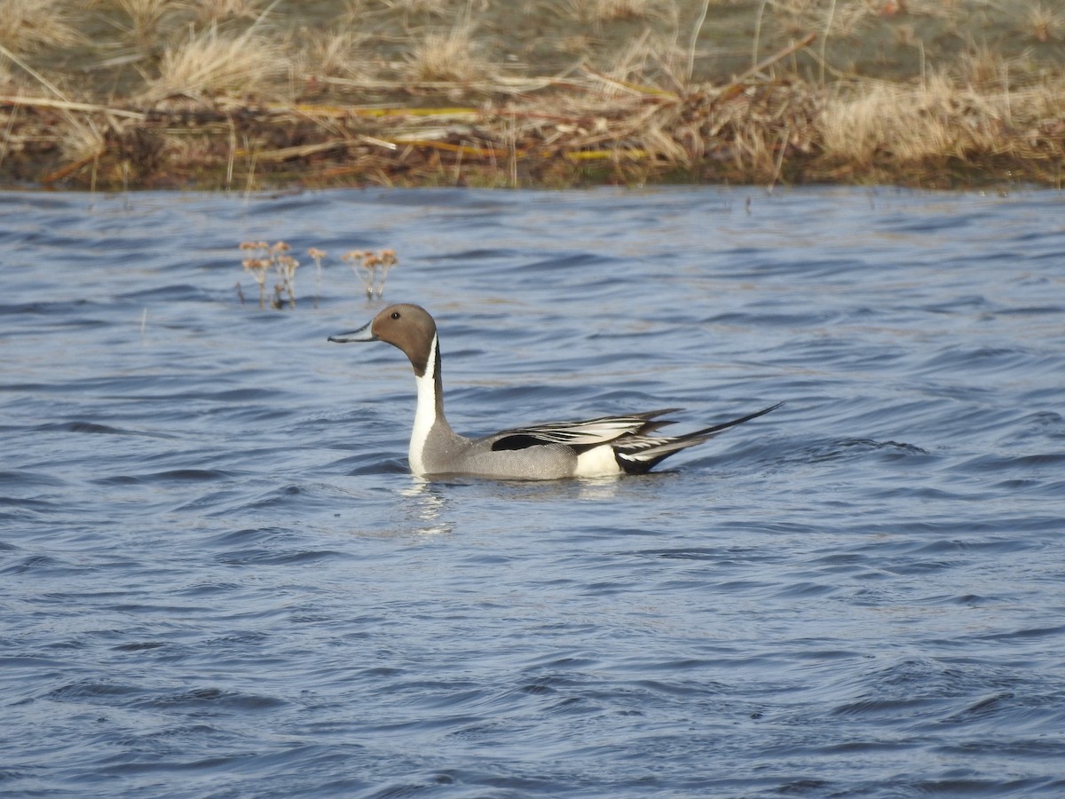 Northern Pintail - ML571463751