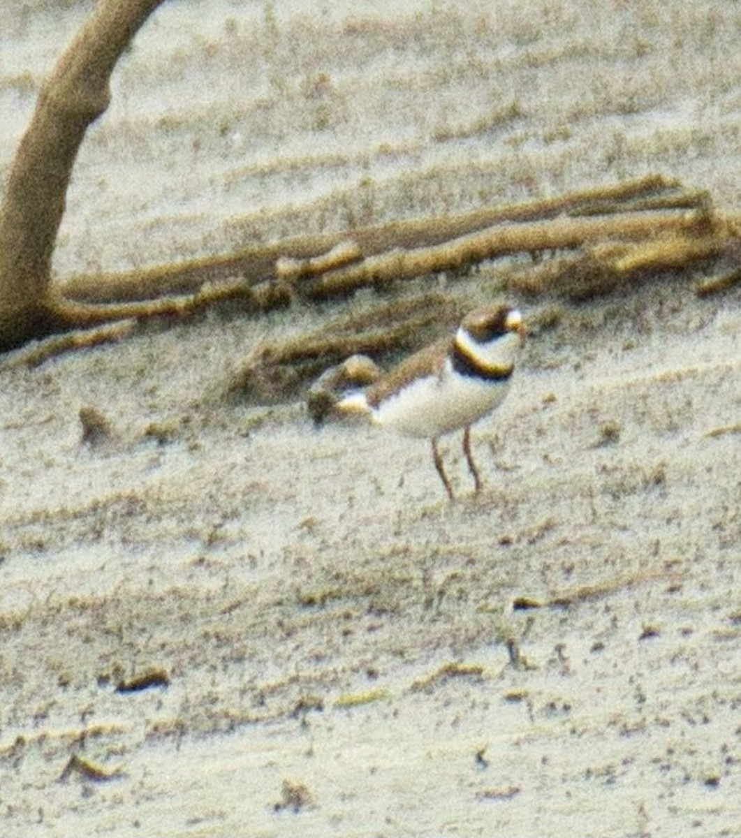 Semipalmated Plover - ML571464051