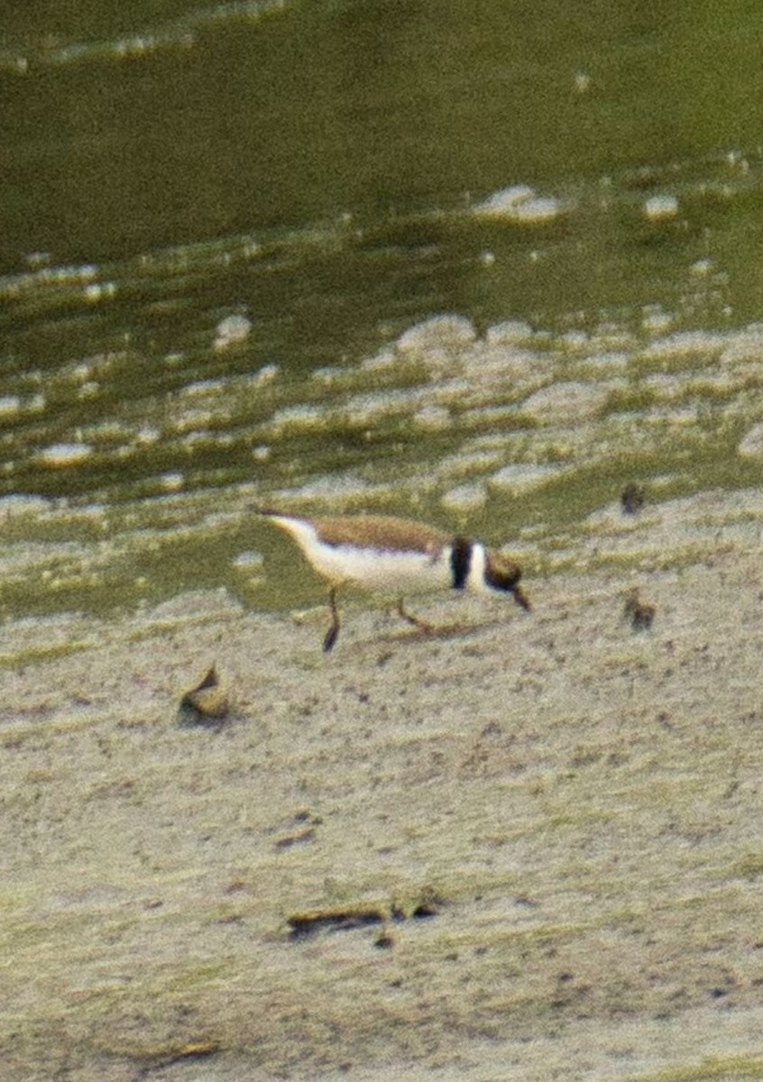 Semipalmated Plover - ML571464061