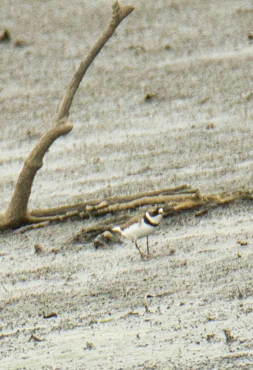 Semipalmated Plover - ML571464071