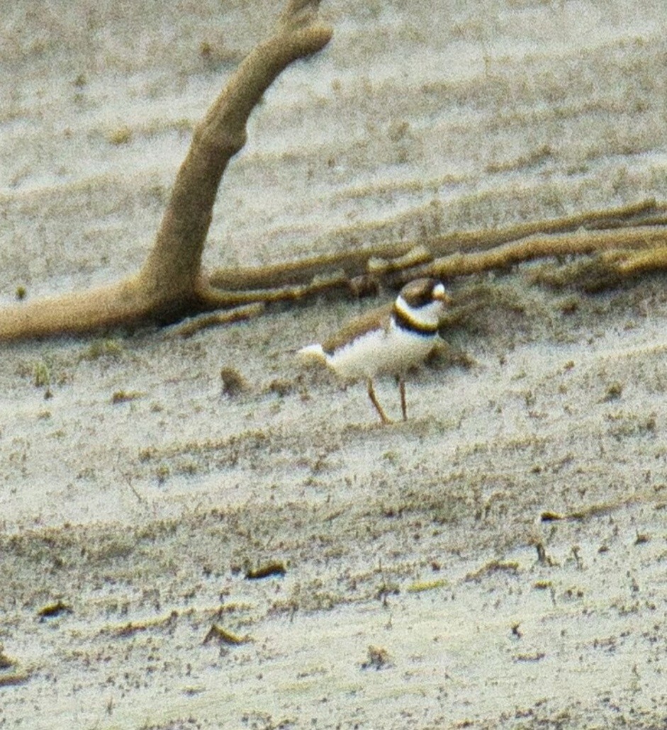 Semipalmated Plover - ML571464081
