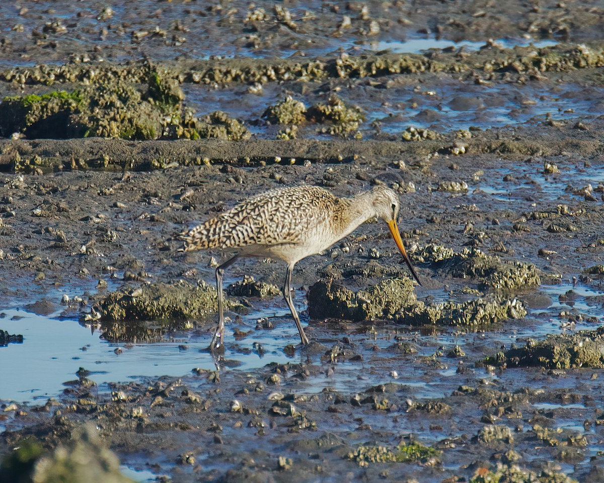 Marbled Godwit - Charlotte Allen