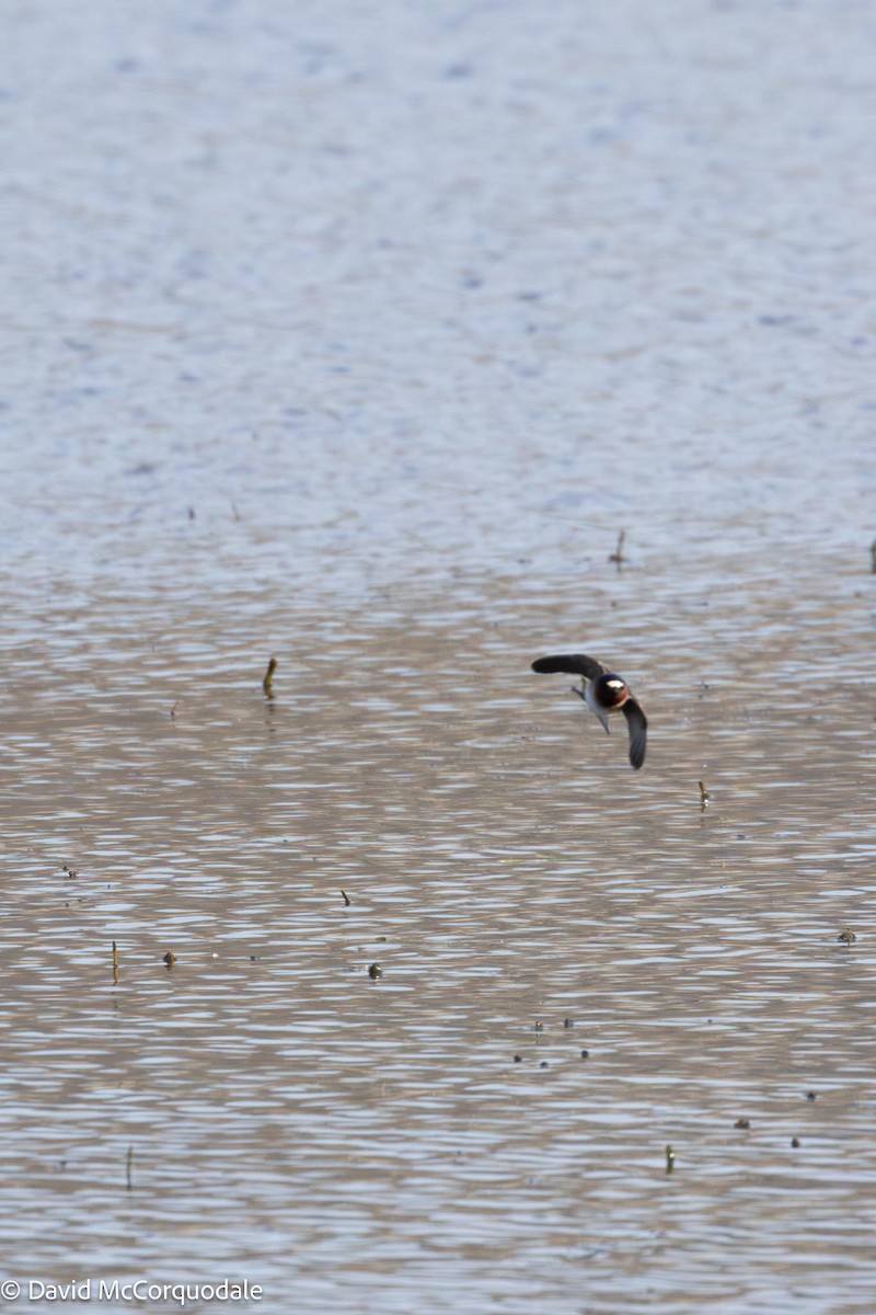 Cliff Swallow - ML571465891