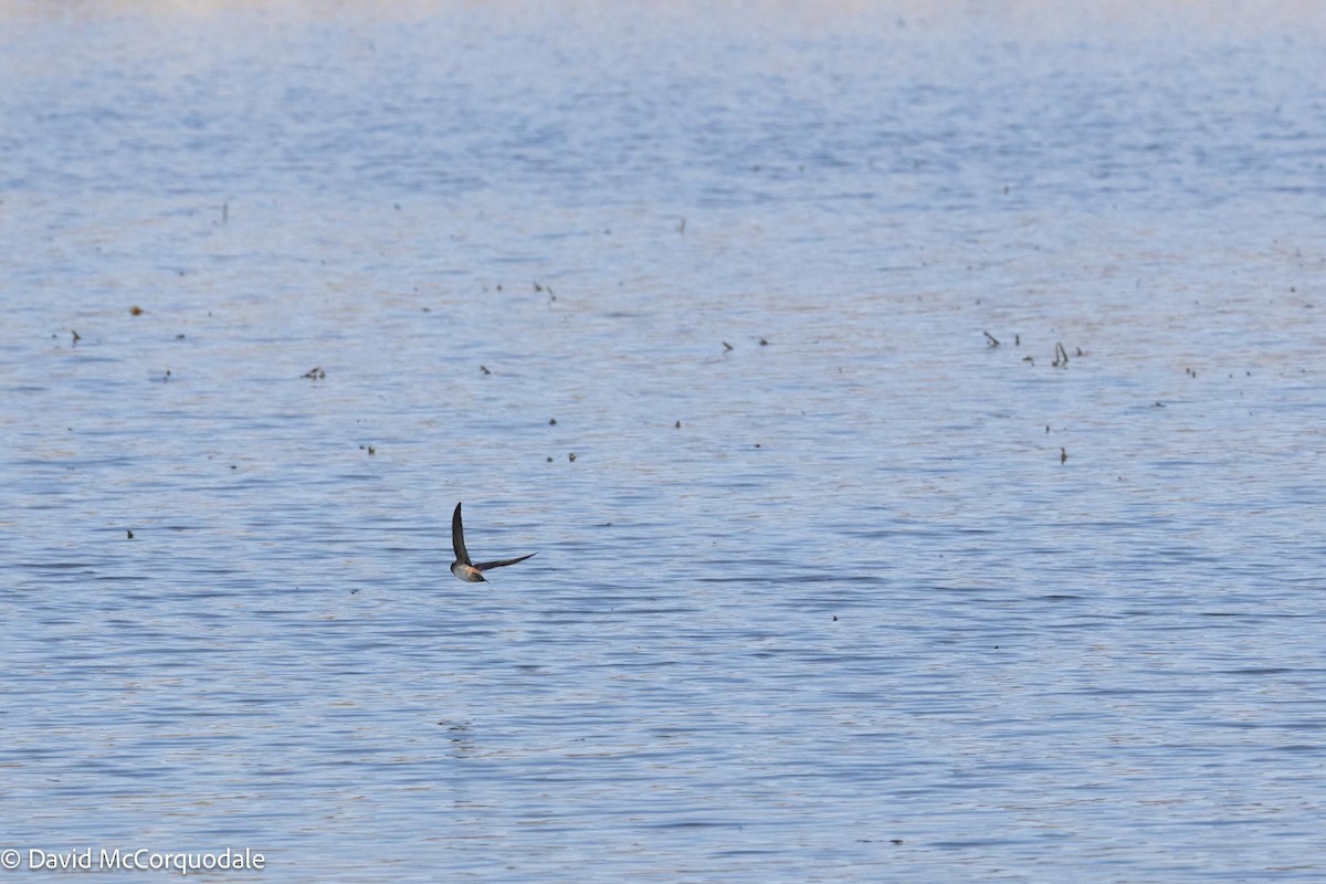 Cliff Swallow - ML571465921