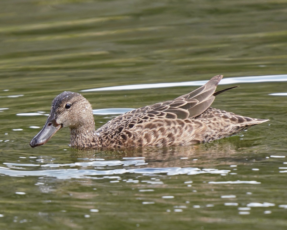 Cinnamon Teal - ML571466001