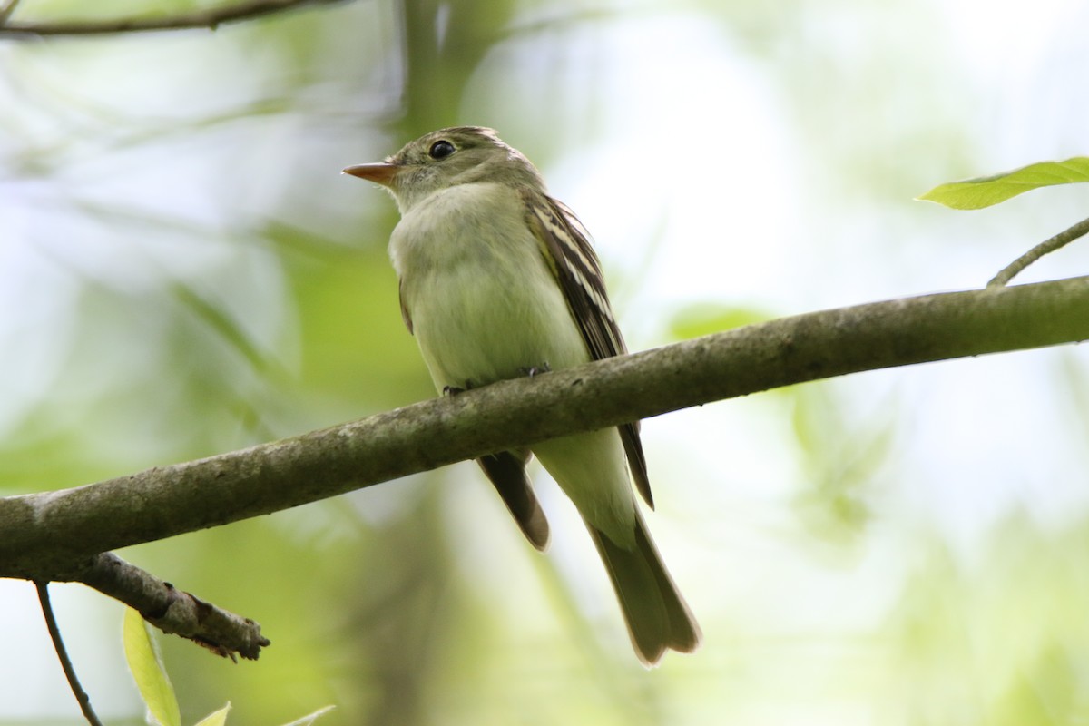 Acadian Flycatcher - ML571467811