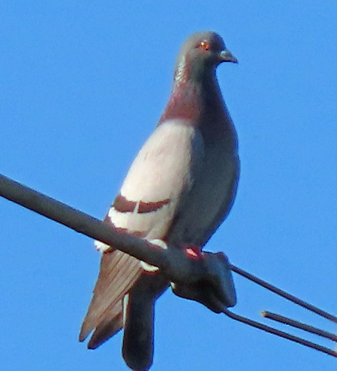 Rock Pigeon (Feral Pigeon) - ML571467961