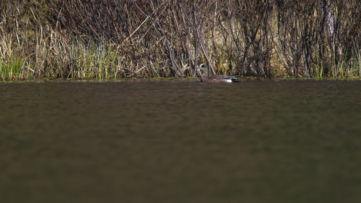 American Wigeon - ML571470991