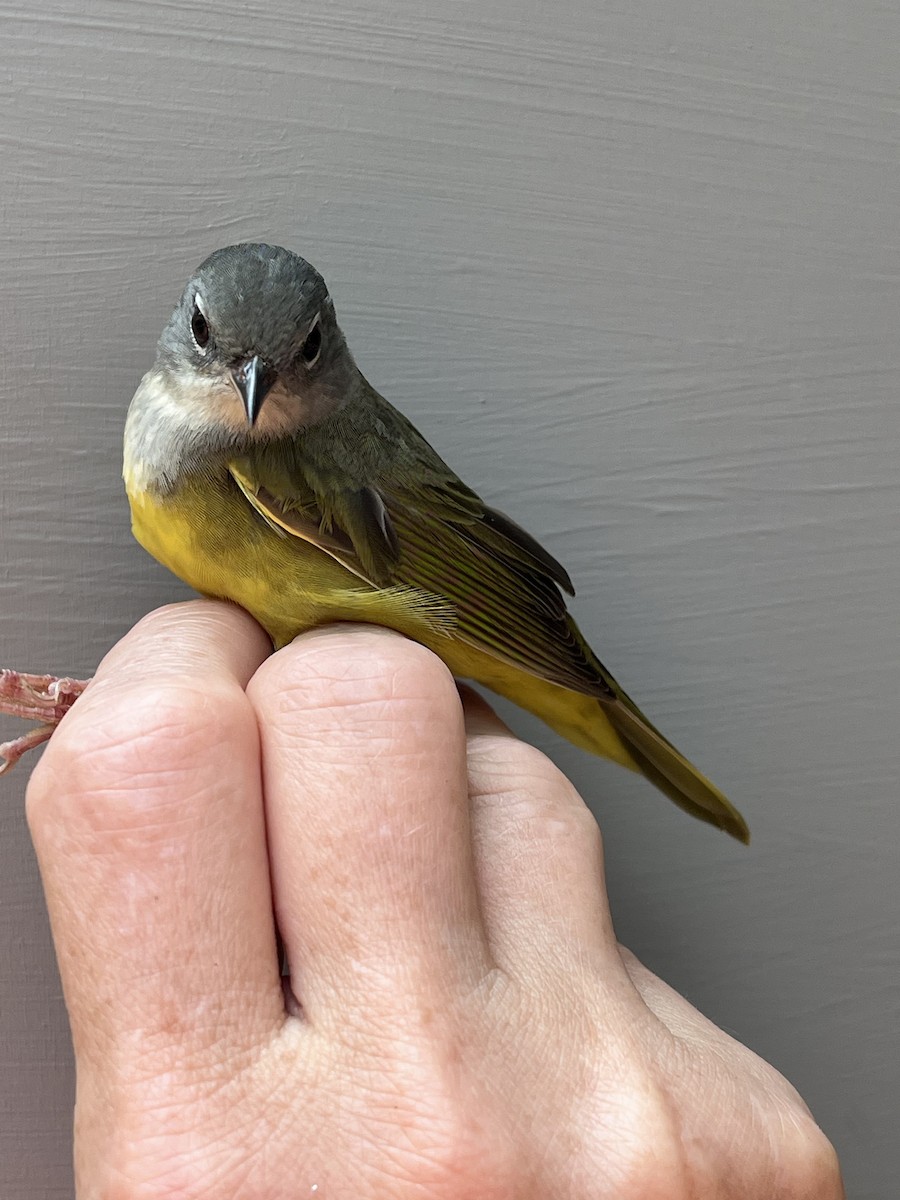 Mourning Warbler - ML571471651