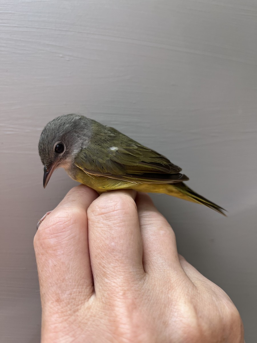 Mourning Warbler - Kelly Smith