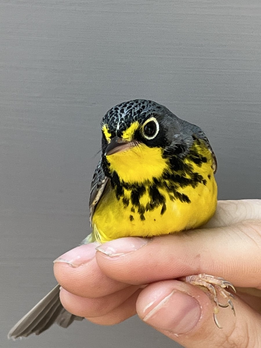 Canada Warbler - Kelly Smith