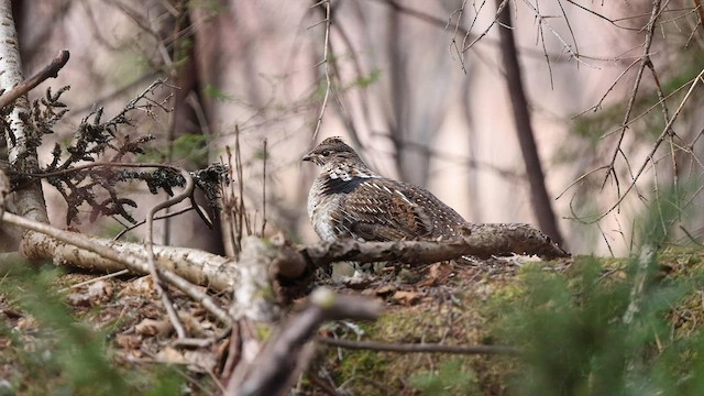 Ruffed Grouse - ML571472421