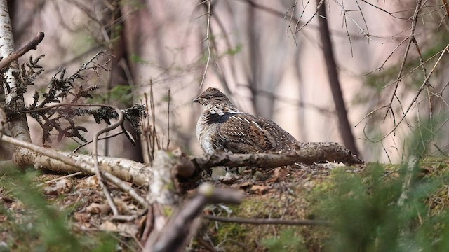 エリマキライチョウ - eBird