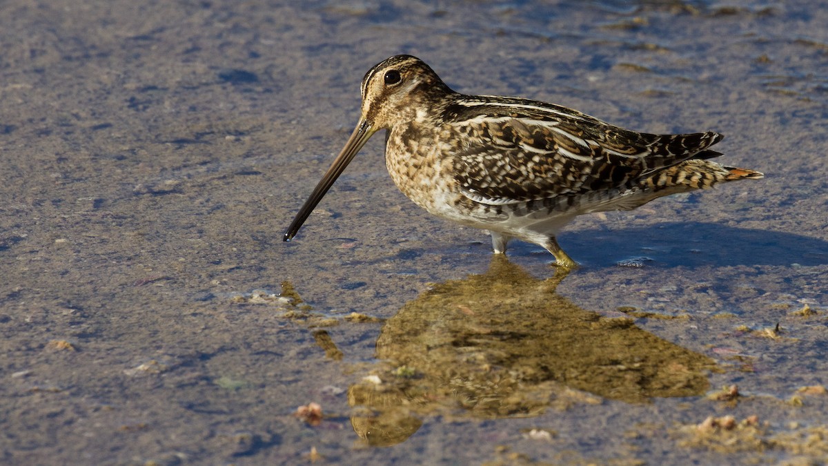 Wilson's Snipe - Sean Fitzgerald