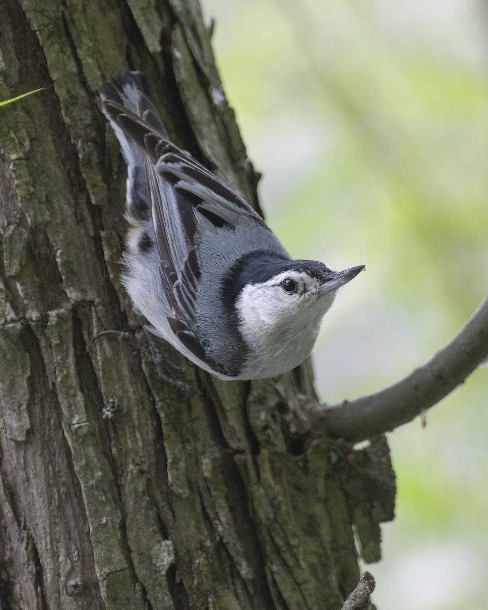 White-breasted Nuthatch - ML571473881