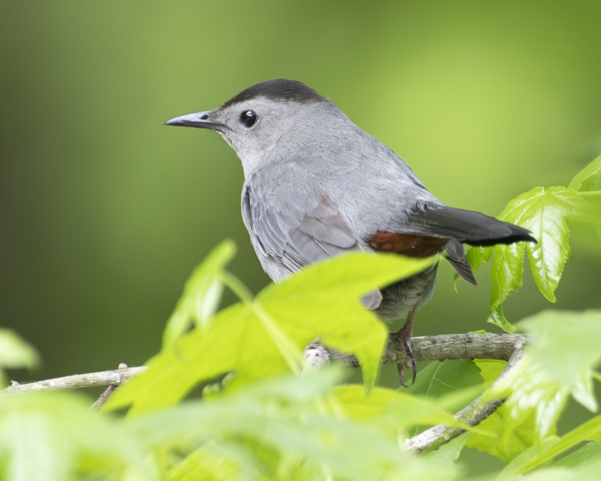 Gray Catbird - ML571473981