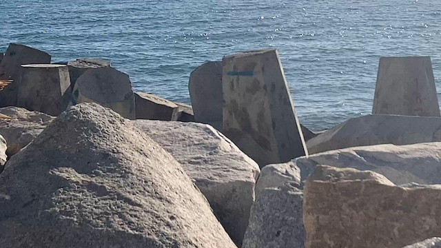 Chimango Caracara - ML571477261