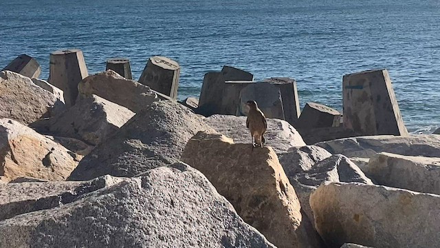 Chimango Caracara - ML571477321